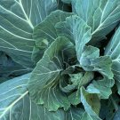 Collard Greens 100 Seeds Brassica oleracea Collard Greens 100 Seeds Brassica oleracea
