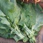 Collard Greens 100 Seeds Brassica oleracea