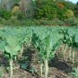 Collard Greens 100 Seeds Brassica oleracea
