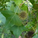 Formosan Sweetgum Liquidambar formosana 100 Seeds Formosan Sweetgum Liquidambar formosana 100 Seeds