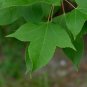 Formosan Sweetgum Liquidambar formosana 100 Seeds
