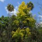 Formosan Sweetgum Liquidambar formosana 100 Seeds