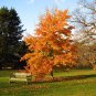 Formosan Sweetgum Liquidambar formosana 100 Seeds