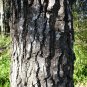 Formosan Sweetgum Liquidambar formosana 100 Seeds