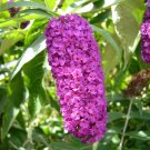 Butterfly Bush  100 Seeds  Buddleja davidii