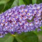 Butterfly Bush 100 Seeds Buddleja davidii