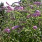 Butterfly Bush 100 Seeds Buddleja davidii