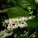 Summer Sweet  100 Seeds  Sweet Pepperbush  Clethra alnifolia