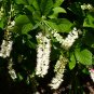 Summer Sweet 100 Seeds Sweet Pepperbush Clethra alnifolia