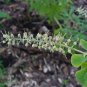 Summer Sweet 100 Seeds Sweet Pepperbush Clethra alnifolia