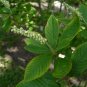 Summer Sweet 100 Seeds Sweet Pepperbush Clethra alnifolia
