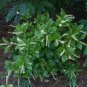 Summer Sweet 100 Seeds Sweet Pepperbush Clethra alnifolia