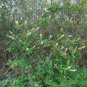 Summer Sweet 100 Seeds Sweet Pepperbush Clethra alnifolia