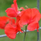 Red Sweet Pea  20 Seeds  Lathyrus odoratus