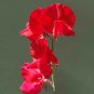 Red Sweet Pea 20 Seeds Lathyrus odoratus