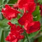 Red Sweet Pea 20 Seeds Lathyrus odoratus