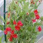 Red Sweet Pea 20 Seeds Lathyrus odoratus