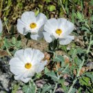 Bluestem Prickly Poppy 100 Seeds Argemone polyanthemos Bluestem Prickly Poppy 100 Seeds Argemone polyanthemos