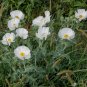 Bluestem Prickly Poppy 100 Seeds Argemone polyanthemos