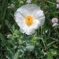Bluestem Prickly Poppy 100 Seeds Argemone polyanthemos