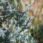Bluestem Prickly Poppy 100 Seeds Argemone polyanthemos