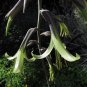 Bolivian Puya 25 Seeds Bromeliad Puya mirabilis