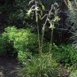 Bolivian Puya 25 Seeds Bromeliad Puya mirabilis