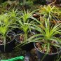 Bolivian Puya 25 Seeds Bromeliad Puya mirabilis
