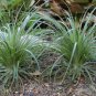 Bolivian Puya 25 Seeds Bromeliad Puya mirabilis