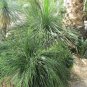Bolivian Puya 25 Seeds Bromeliad Puya mirabilis