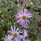 Climbing Aster Aster carolinianus 20 Seeds