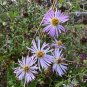 Climbing Aster Aster carolinianus 20 Seeds