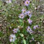 Climbing Aster Aster carolinianus 20 Seeds