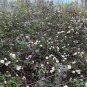 Climbing Aster Aster carolinianus 20 Seeds