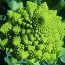 Romanesco Broccoli 100 Seeds Brassica oleracea Romanesco Broccoli 100 Seeds Brassica oleracea