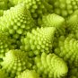 Romanesco Broccoli  100 Seeds  Brassica oleracea