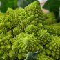 Romanesco Broccoli  100 Seeds  Brassica oleracea