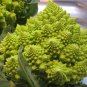 Romanesco Broccoli  100 Seeds  Brassica oleracea