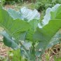 Romanesco Broccoli  100 Seeds  Brassica oleracea