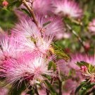 Fairy Duster Calliandra eriophylla 20 Seeds