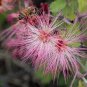 Fairy Duster Calliandra eriophylla 20 Seeds