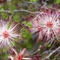 Fairy Duster Calliandra eriophylla 20 Seeds