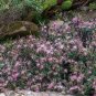 Fairy Duster Calliandra eriophylla 20 Seeds