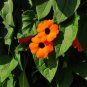 Black-Eyed Susan Vine  100 Seeds  Thunbergia alata