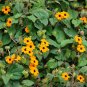 Black-Eyed Susan Vine  100 Seeds  Thunbergia alata