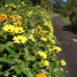 Black-Eyed Susan Vine  100 Seeds  Thunbergia alata