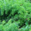 Asparagus Fern 10 Seeds Asparagus sprengeri Asparagus Fern 10 Seeds Asparagus sprengeri