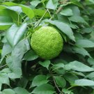 Osage Orange Maclura pomifera 100 Seeds Osage Orange Maclura pomifera 100 Seeds