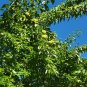 Osage Orange Maclura pomifera 100 Seeds