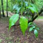 Osage Orange Maclura pomifera 100 Seeds
